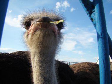 Afrika devekuşu en büyük uçamayan kuştur.