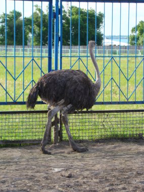 Afrika devekuşu en büyük uçamayan kuştur.