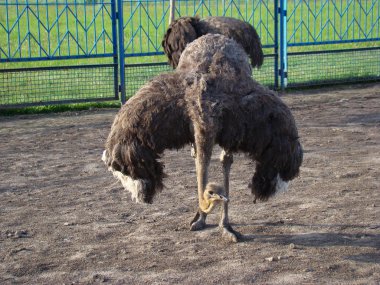 Afrika devekuşu en büyük uçamayan kuştur.