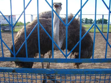 Afrika devekuşu en büyük uçamayan kuştur.