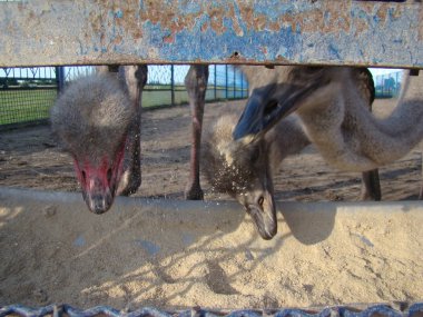 Afrika devekuşu en büyük uçamayan kuştur.