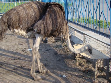 Afrika devekuşu en büyük uçamayan kuştur.