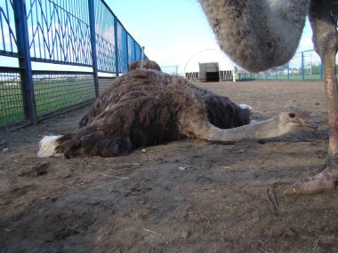 Afrika devekuşu en büyük uçamayan kuştur.