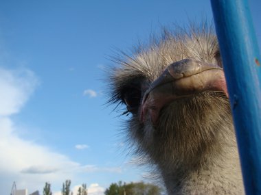 Afrika devekuşu en büyük uçamayan kuştur.