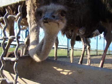 Afrika devekuşu en büyük uçamayan kuştur.
