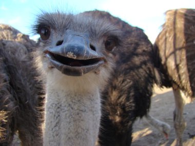 Afrika devekuşu en büyük uçamayan kuştur.