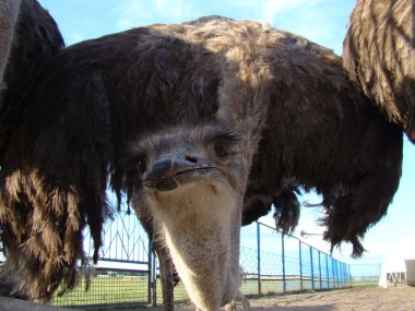 Afrika devekuşu en büyük uçamayan kuştur.