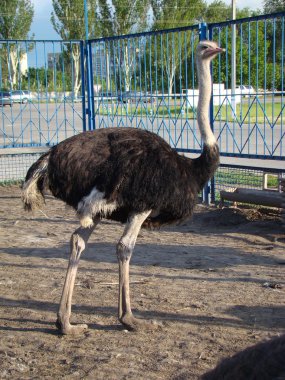 Afrika devekuşu en büyük uçamayan kuştur.