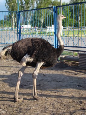 Afrika devekuşu en büyük uçamayan kuştur.