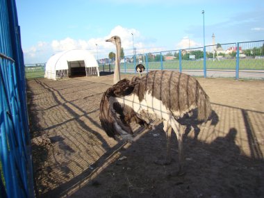 Afrika devekuşu en büyük uçamayan kuştur.