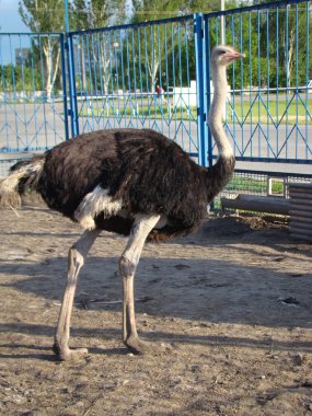 Afrika devekuşu en büyük uçamayan kuştur.