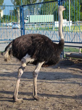 Afrika devekuşu en büyük uçamayan kuştur.