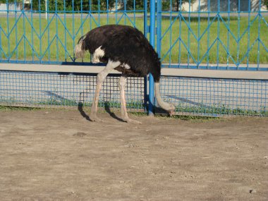 Afrika devekuşu en büyük uçamayan kuştur.