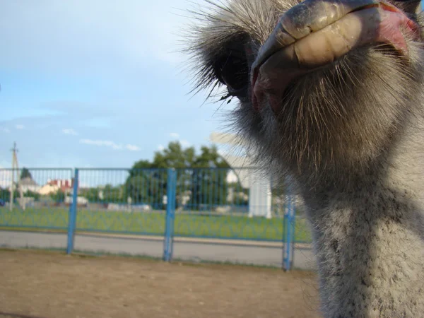 Autruche Africaine Est Grand Oiseau Sans Vol — Photo