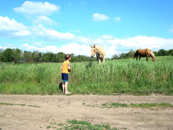 Little Boy Watching Foal Grazing — Stock Photo, Image