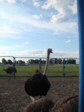 Afrika devekuşu en büyük uçamayan kuştur.