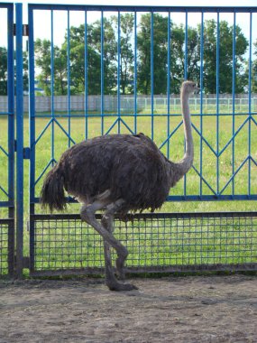 Afrika devekuşu en büyük uçamayan kuştur.