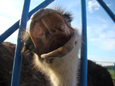 Afrika devekuşu en büyük uçamayan kuştur.