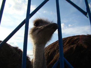 Afrika devekuşu en büyük uçamayan kuştur.