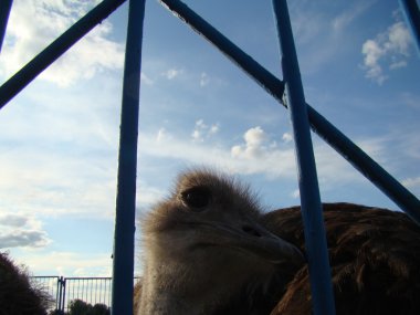 Afrika devekuşu en büyük uçamayan kuştur.