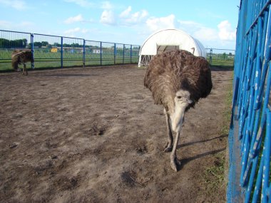 Afrika devekuşu en büyük uçamayan kuştur.