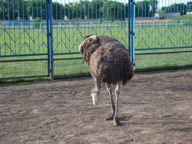 Afrika devekuşu en büyük uçamayan kuştur.