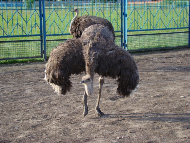 Afrika devekuşu en büyük uçamayan kuştur.