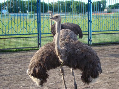 Afrika devekuşu en büyük uçamayan kuştur.