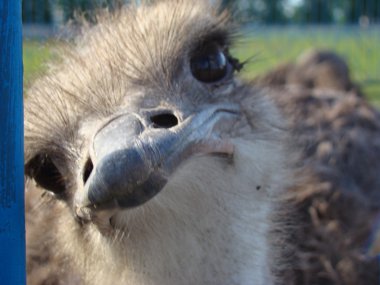 Afrika devekuşu en büyük uçamayan kuştur.