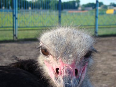 Afrika devekuşu en büyük uçamayan kuştur.