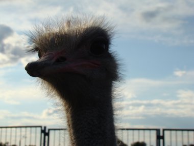 Afrika devekuşu en büyük uçamayan kuştur.