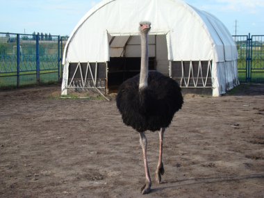 Afrika devekuşu en büyük uçamayan kuştur.