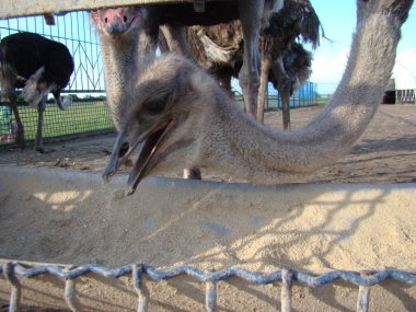 Afrika devekuşu en büyük uçamayan kuştur.