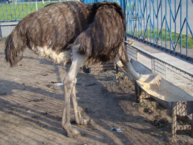 Afrika devekuşu en büyük uçamayan kuştur.