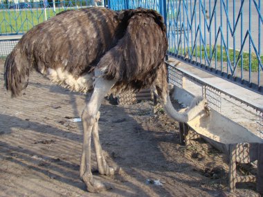 Afrika devekuşu en büyük uçamayan kuştur.