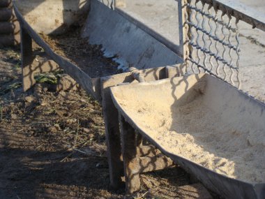 Afrika devekuşu en büyük uçamayan kuştur.