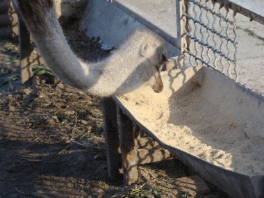 Afrika devekuşu en büyük uçamayan kuştur.