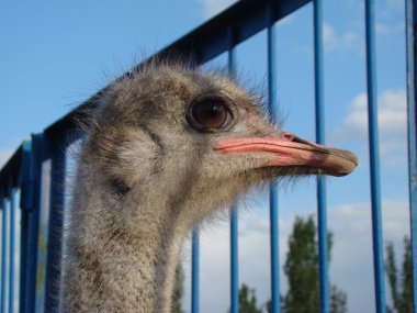 Afrika devekuşu en büyük uçamayan kuştur.