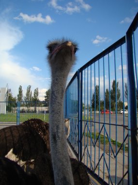 Afrika devekuşu en büyük uçamayan kuştur.