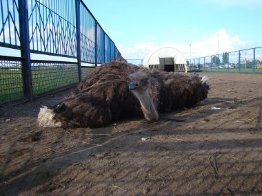 Afrika devekuşu en büyük uçamayan kuştur.