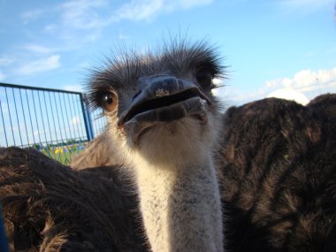 Afrika devekuşu en büyük uçamayan kuştur.