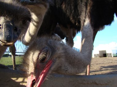 Afrika devekuşu en büyük uçamayan kuştur.