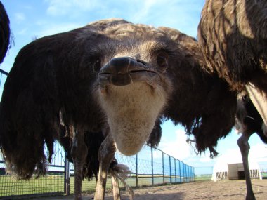 Afrika devekuşu en büyük uçamayan kuştur.