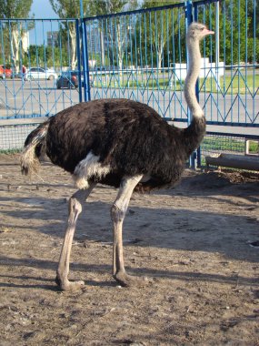 Afrika devekuşu en büyük uçamayan kuştur.