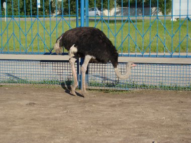 Afrika devekuşu en büyük uçamayan kuştur.