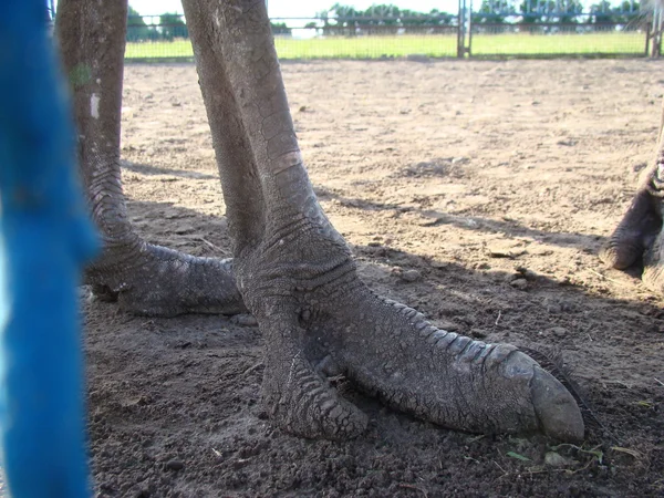 Afrika devekuşu en büyük uçamayan kuştur.