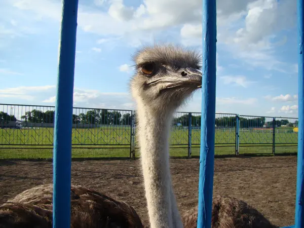 Afrika devekuşu en büyük uçamayan kuştur.