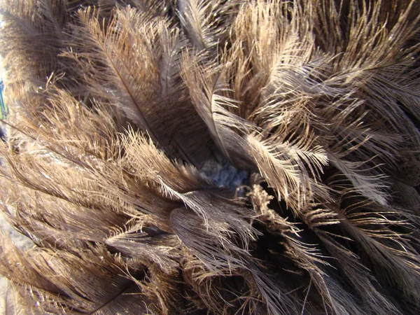 Afrikanischer Strauß Ist Der Größte Flugunfähige Vogel — Stockfoto