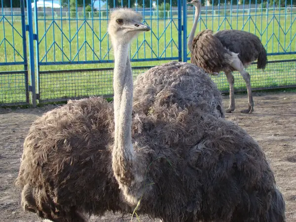 African Ostrich Largest Flightless Bird — Stock Photo, Image