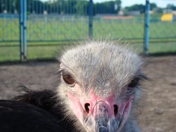 Afrika devekuşu en büyük uçamayan kuştur.